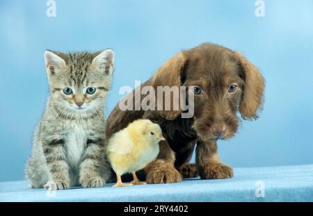 Drahthaarige Dachshund-Welpen, Hühner von Hausgeflügel und Kätzchen, Drahthaarige Dachshund-Welpen, Hühner und Kätzchen, Drahthaarige Dachshund Stockfoto