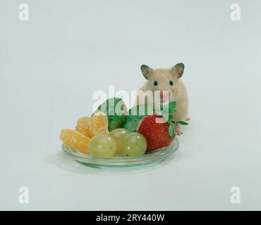 Goldhamster (Mesocricetus auratus) und Teller mit Früchten Stockfoto