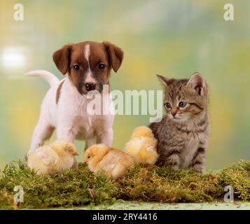 Jack Russell Terrier, Welpe, Hähnchen und Kätzchen, Hauskatze, Makrele Stockfoto