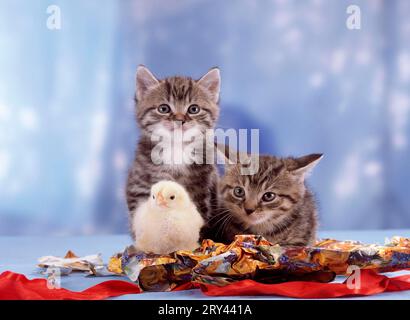 Kätzchen und Küken von Hausgeflügel, Hausgeflügel und Kätzchen, Hauskatze, Hauskatze, Kätzchen, Junge, Jungvogel, Welpe, Vogel, Huhn Stockfoto