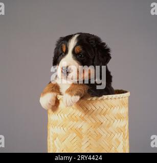 Berner Sennenhund, Welpe, 7 Wochen alt, Berner Sennenhund, Welpe, 7 Wochen alt, Säugetiere, Säugetiere, Tiere, Haushund, Haustier, Haustier, Indoor Stockfoto