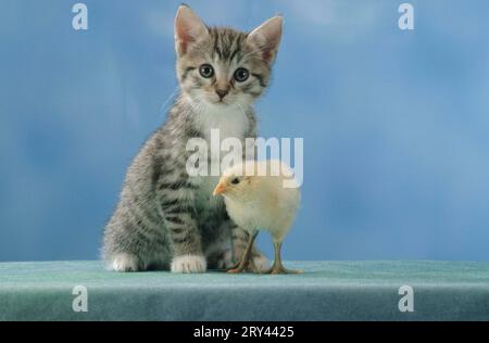 Küken von Hausgeflügel und -Kätzchen, Hausgeflügel und -Kätzchen, Hauskatze, Hauskatze, Kätzchen, Junge, Jungvogel, Welpe, Vogel, Huhn Stockfoto
