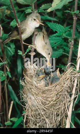 Marsh Warbler (Acrocephalus palustris), paarweise fütternde Küken am Nest, Niedersachsen, Deutschland Stockfoto