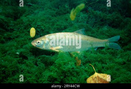 Dace (Leuciscus leuciscus), Steinbruchteich, lateral, Deutschland Stockfoto