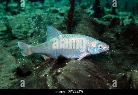 Gemeinsame Rotauge aus dem Balkan, Baden-Wuerttemberg, Rotauge (Rutilus rutilus), Baden-Wuerttemberg, Rotauge, andere Tiere, andere Tiere, Fische, Fische, unter Wasser Stockfoto