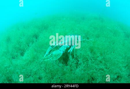 Langhaubenkrebse, Baden-Wuerttemberg, galizische Sumpfkrebse (Astacus leptodactylus), Steinbruchteich, Baden-Wuerttemberg, andere Tiere, andere Stockfoto