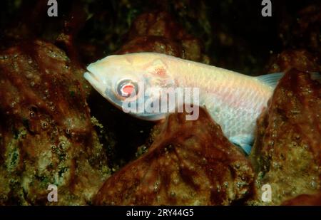 Graskarpfen, Baden-Wuerttemberg, Graskarpfen (Ctenopharyngodon idella), Albino, Rhein-Nebenfluss, Baden-Wuerttemberg, asien, andere Tiere, andere Stockfoto