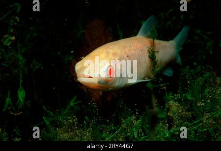 Graskarpfen (Ctenopharyngodon idella), Albino, Rhein-Nebenfluss, Baden-Württemberg, Deutschland Stockfoto