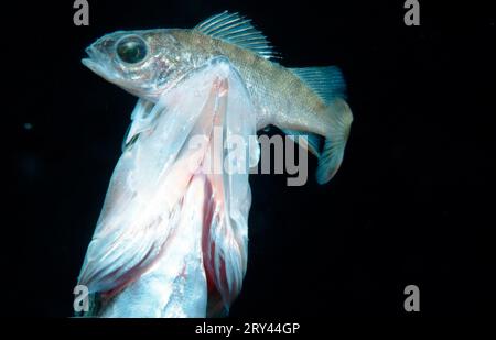 ZANDER (Sander lucioperca) mit Barsch (Perca fluviatilis), Ossiachsee, Kärnten, Zander, Schilf, Sandbarsch, Österreich Stockfoto