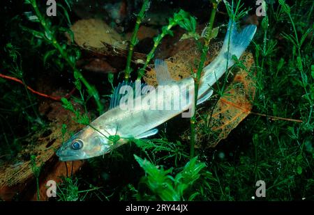 Zander, Österreich, Zander (Sander lucioperca) Laengsee, Kaernten, andere Tiere, Fische, Fisch, Unterwasser, unter Wasser Stockfoto