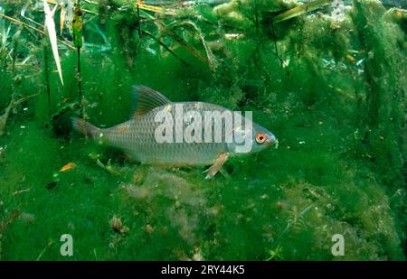 Gemeinsame Rotauge aus dem Balkan, Rotauge (Rutilus rutilus), Springtopf, Bayern, Rotauge, andere Tiere, andere Tiere, Fische, Fische, unter Wasser, Süßwasser, süß Stockfoto