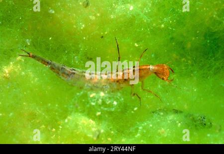 Great Diving Käfer Larva, Österreich, gelber Blisterkäfer (Dytiscus marginalis), Larve, Waldteich, Steiermark, Österreich Stockfoto