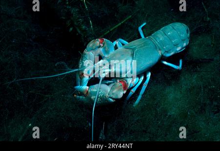 Yabbie, Elsass, Frankreich (Cherax destructor), australische Edelkrebse, Waldteich, Elsass, Frankreich Stockfoto