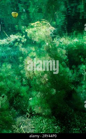 Feinblättriges Wassertropfenkraut (Oenanthe aquatica), Wasserfenchel im Quellbach, Bayern (Europa) (under Water) (Wasserpflanzen) (aquatische umbelliferae) Stockfoto