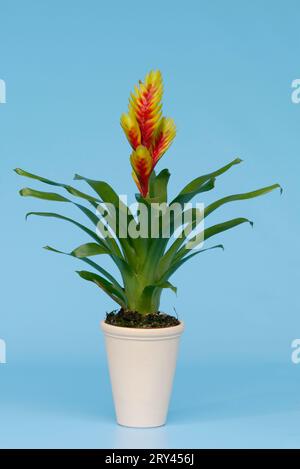 Flammendes Schwert (Vriesea psittacina), Flammendes Schwert in Blumentopf, Blumen, Blumen, Zierpflanzen, Zierpflanzen, Ananasgewaechse Stockfoto