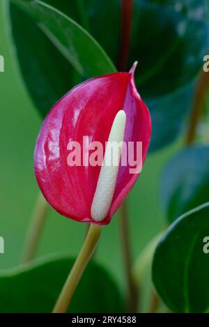 Anthurium (Anthurium), Flamingoblume, Blumen, Blumen, Zierpflanzen, Zierpflanzen, Aronstabgewaechse, Araceae, Fäule, rot, Hochformat, vertikal Stockfoto