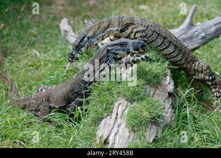 Common Tree Monitors, Australien (Varanus varius), Buntwarane, Australien, andere Tiere, andere Tiere, Reptilien, Reptilien Stockfoto