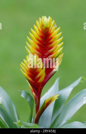 Flammendes Schwert (Vriesea psittacina), Flammendes Schwert, Blumen, Blumen, Zierpflanzen, Zierpflanzen, Ananasgewaechse (Bromeliaceae), gelb Stockfoto