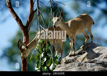 Nubische Steinböcke (Capra ibex nubiana), nubische Steinboecke, Kitze, Wildziegen, Wildziegen, Kind Stockfoto