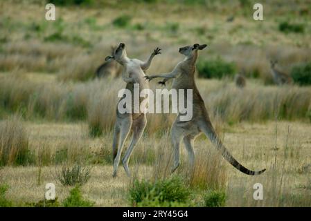 Eastern Grey Eastern Grey Grey Känguru (Macropus giganteus) Kämpfen, Australien, Grey Giant Kängurus, Fighting, Grey Giant Känguru Stockfoto