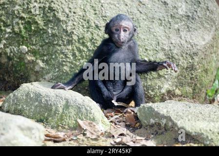 Young Sulawesi Crested Black Macaque (Macaca nigra), Schopfmakak, Jungtier / Stockfoto