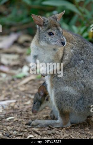 Rothals Pademelon (Thylogale thetis), Weibchen mit joey, Australien, Rothalsfilander, Weibchen mit Jungtier im Beutel, Australien / Stockfoto