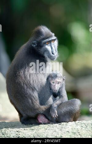 Sulawesi Crested Black Macaques (Macaca nigra), weiblich mit jung, Schopfmakaken, Weibchen mit Jungtier / Stockfoto