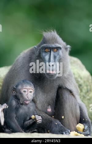 Sulawesi Crested Black Macaques (Macaca nigra), weiblich mit jung, Schopfmakaken, Weibchen mit Jungtier / Stockfoto