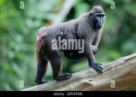 Sulawesi Crested Black Macaques (Macaca nigra), weiblich mit jung, Schopfmakaken, Weibchen mit Jungtier, seitlich, Seite Stockfoto