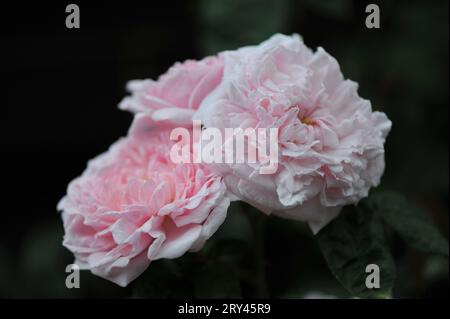 Hellrosa englische Strauchrose (Rosa) Eglantyne blüht im Juni in einem Garten Stockfoto