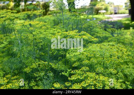 Dill ist ein vielseitiges kulinarisches Kraut Stockfoto