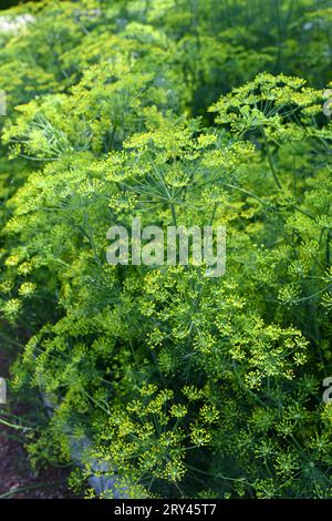 Dill ist ein vielseitiges kulinarisches Kraut Stockfoto