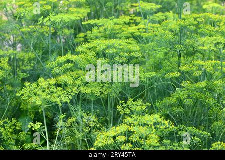 Dill ist ein vielseitiges kulinarisches Kraut Stockfoto