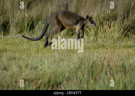 Sumpfwallaby (Wallabia bicolor), Sumpfwallaby, freistellbar Stockfoto