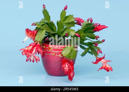 Falscher weihnachtskaktus (Schlumbergera truncata) im Blumentopf (Zygocactus truncatus) Stockfoto