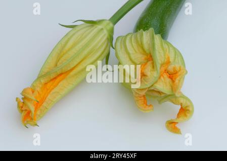 Kürbis (Cucurbitaceae), Landschaft, horizontal, Blüten, Indoor, studio, Essen, Essen Stockfoto