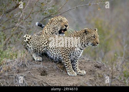 Leoparden (Panthera pardus), Paar, Sabi Sand Game Reserve, Südafrika Stockfoto