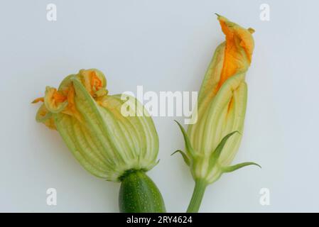 Kürbis (Cucurbitaceae), Landschaft, horizontal, Indoor, Studio, Blüten, Lebensmittel, Lebensmittel Stockfoto