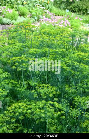 Dill ist ein vielseitiges kulinarisches Kraut Stockfoto