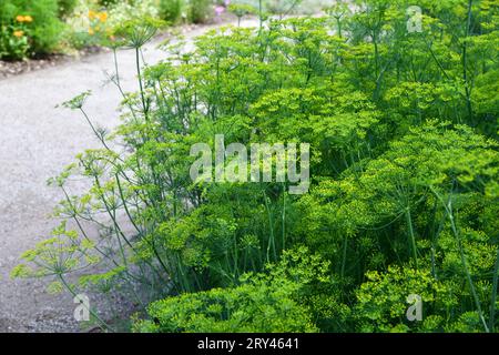 Dill ist ein vielseitiges kulinarisches Kraut Stockfoto