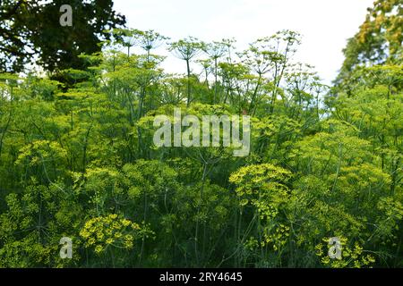 Dill ist ein vielseitiges kulinarisches Kraut Stockfoto