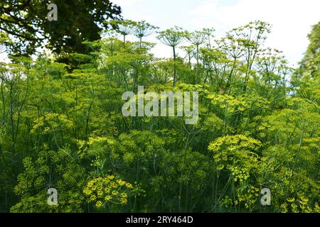 Dill ist ein vielseitiges kulinarisches Kraut Stockfoto