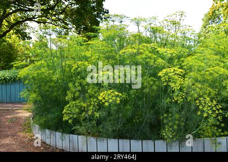 Dill ist ein vielseitiges kulinarisches Kraut Stockfoto