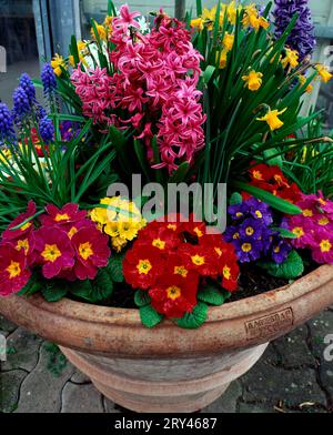 Badewanne mit Frühlingsblumen, Gartenprillen, Hyazinthen und Narzissen Stockfoto