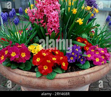 Badewanne mit Frühlingsblumen: Gartenprimeln, Hyazinthen und Narzissen Stockfoto