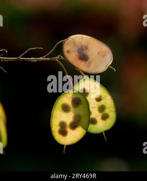 Jährliche Ehrlichkeit (Lunaria annua), Obststand mit Samen, Mondviolett, Judas Silberling Stockfoto