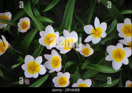 Zwergpinken und Gelb verschiedene Tulpen (Tulipa) Bakeri Flieder Wunderblüte im April in einem Garten Stockfoto