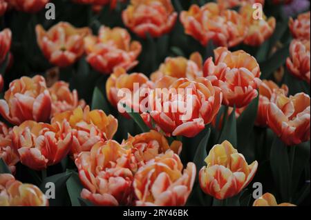 Rote, gelbe und weiße Pfingstrosen blühende Doppel-SpätTulpen (Tulipa) Rosenbett blüht im April in einem Garten Stockfoto