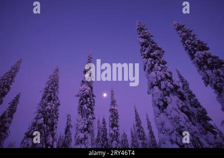 Nadelbäume in der Winternacht, Mountain Valtavaara, Ruka, Kuusamo, Finnland, Nadelbäume in der Winternacht, Berg Valtavaara, Schnee, Schnee Stockfoto