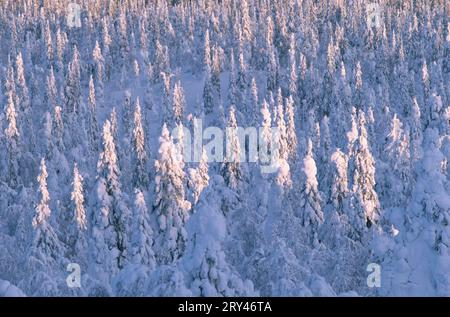 Nadelwald im Winter, Valtavaara Mountain, Ruka, Kuusamo, Finnland Stockfoto